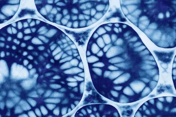 Stem cells for hair transplant: All you need to know 5 Stem cells for hair transplant: All you need to know