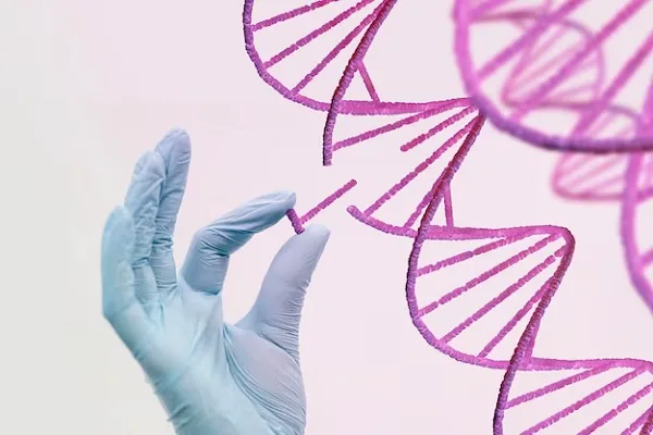 Stem cells and baldness 1 Stem cells and baldness