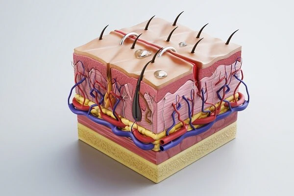 Hair Follicle Structure and its associated Diseases 1 Hair Follicle Structure and its associated Diseases