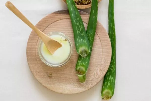 Aloe Vera for hair: Benefits and DIY Treatments