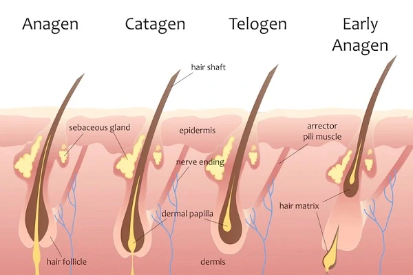 Hair growth Phases: How do they work?
