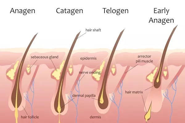 Shedding Effect, does it harm our Hair?
