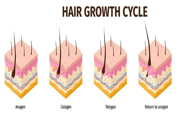 Fases del crecimiento del pelo
