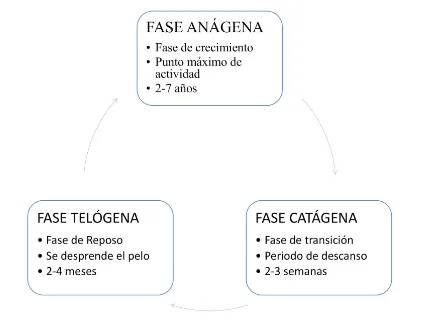 Caída del pelo con raíz blanca, ¿es normal?