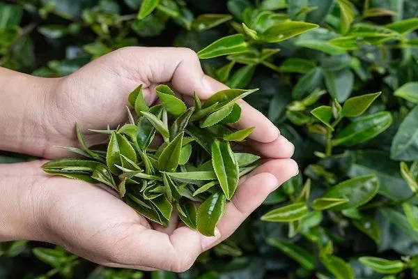 Té verde para embellecer tu cabello