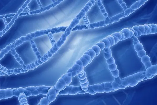 Cellule staminali e calvizie