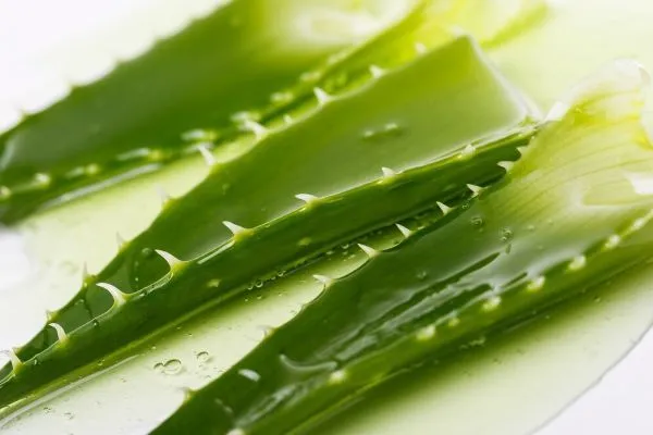 L’aloe vera fa crescere i capelli?