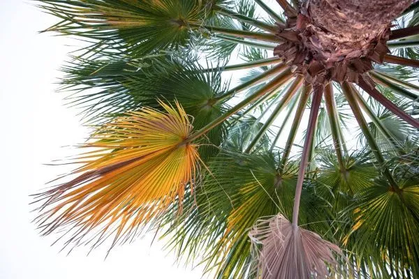 Shampoo al saw palmetto per l’alopecia: funziona?