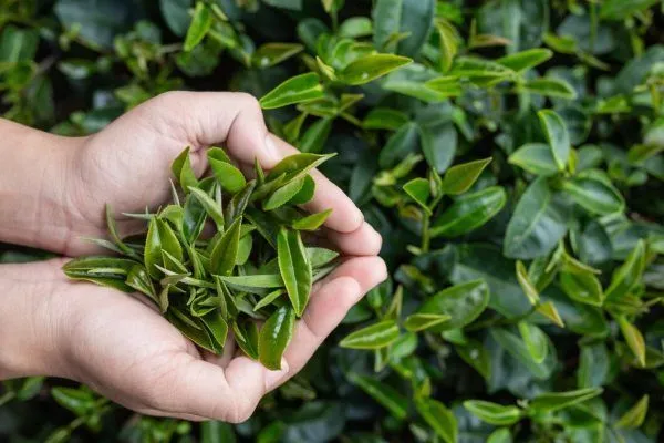 Té verde per rendere i tuoi capelli più belli