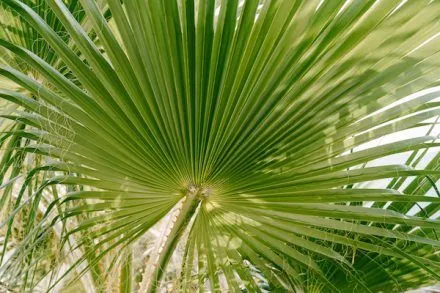 Shampoo al saw palmetto per l’alopecia: funziona?